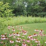 Naturalistic Gallery 05